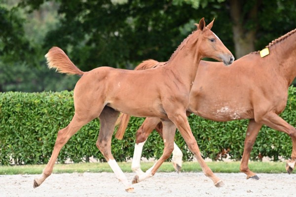 Chacala DV Z (Chacco-Blue x Lanzarote DV)