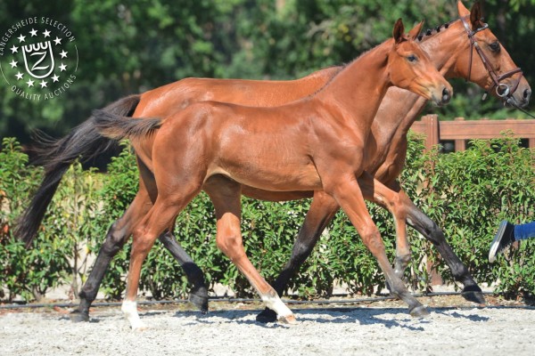 Chelsea DV Z (Chacco-Blue x Lanzarote DV)